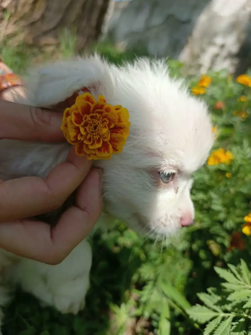 female puppy for sale — photo 5