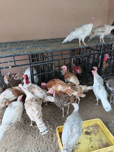 Turkey Birds