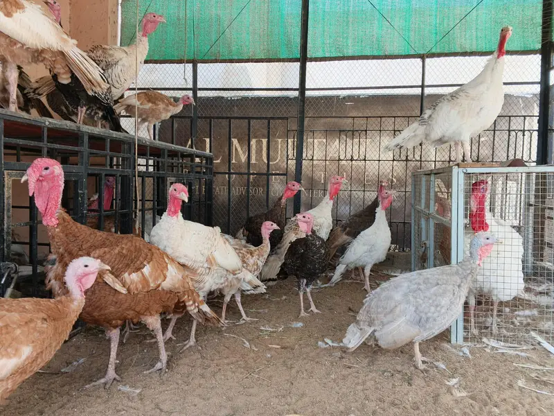 Turkey Birds — photo 2