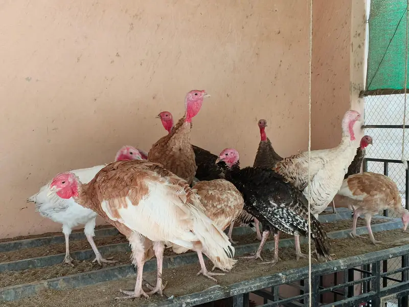 Turkey Birds — photo 3