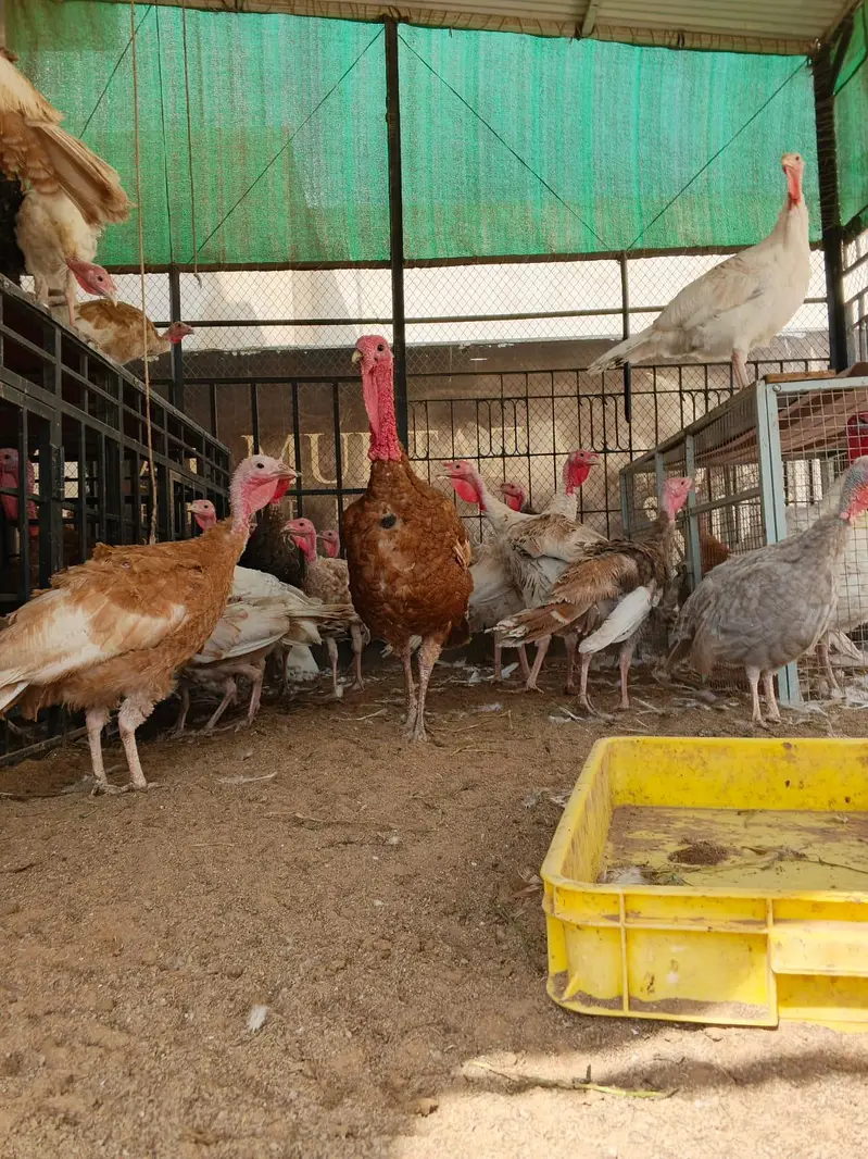 Turkey Birds — photo 4