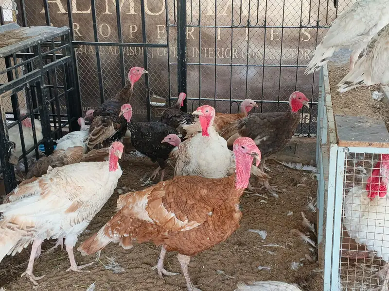 Turkey Birds — photo 5