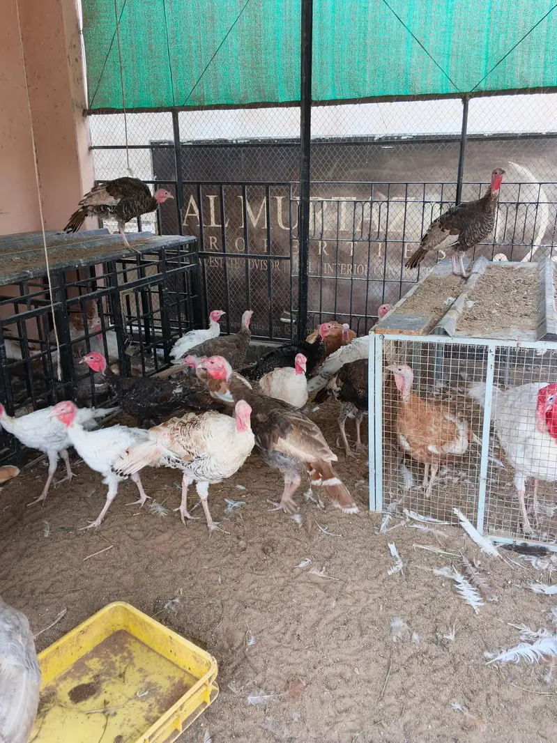 Turkey Birds — photo 6