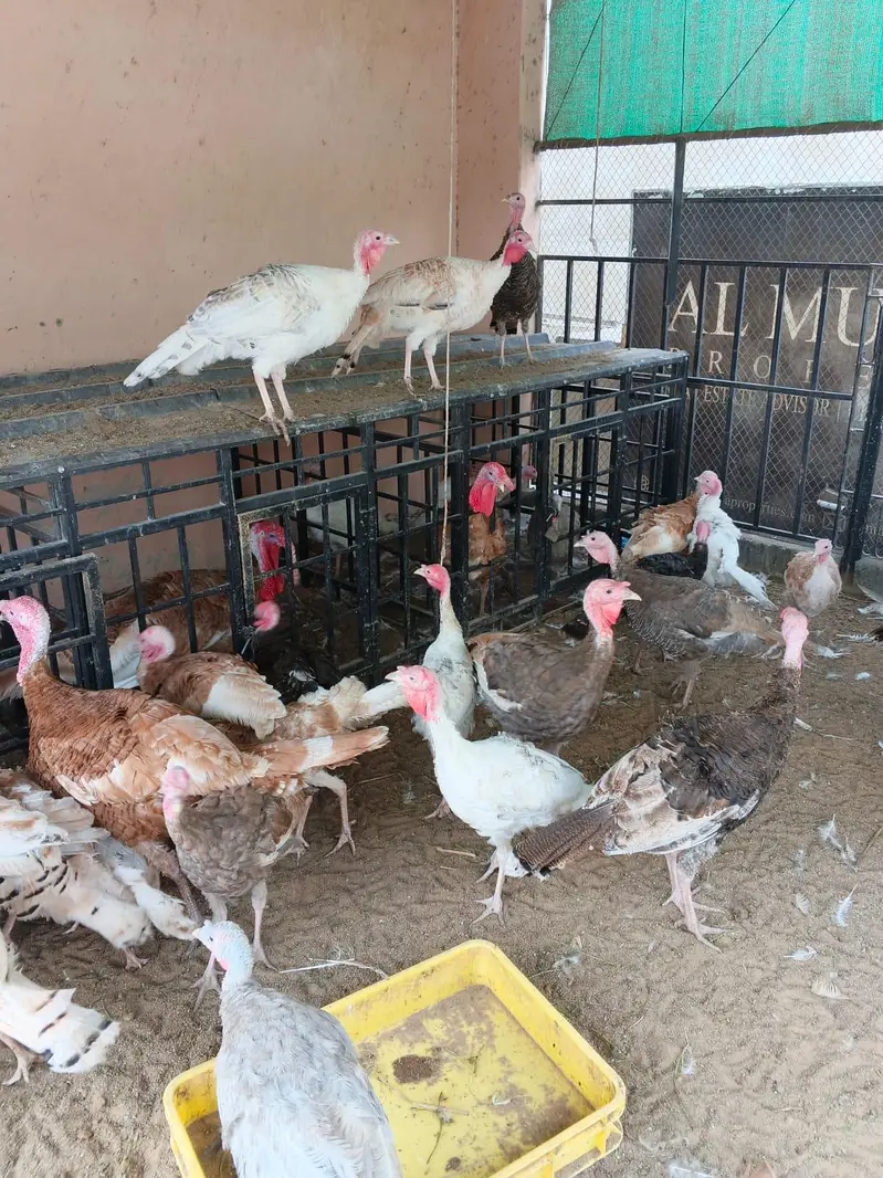Turkey Birds — photo 7