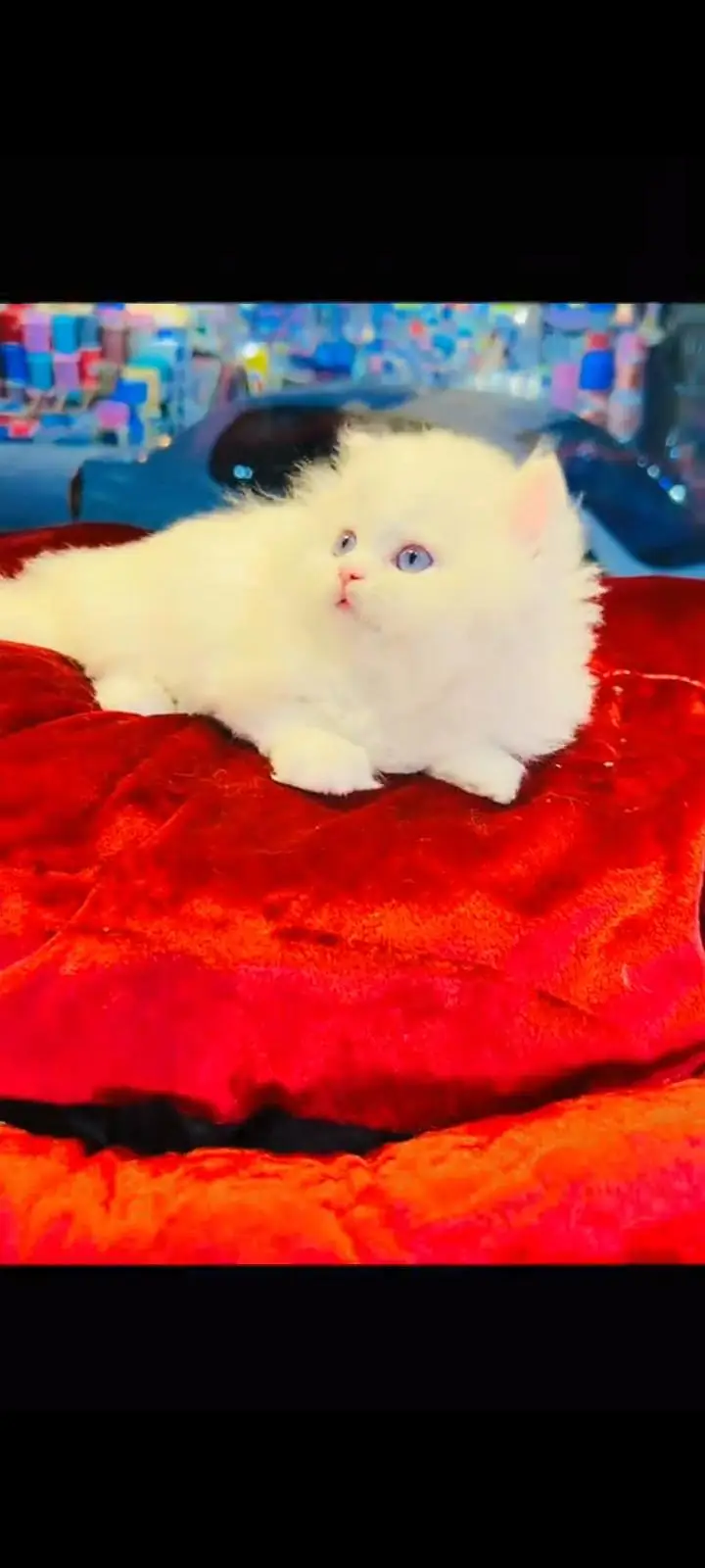 persian cat for sale — photo 2