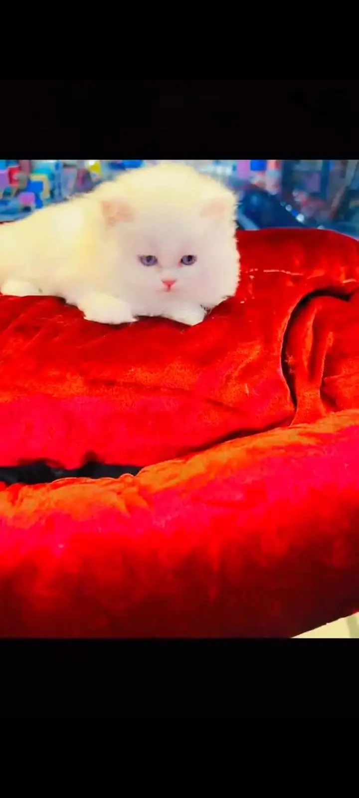 persian cat for sale — photo 3