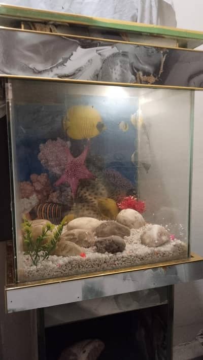 Fish Aquarium