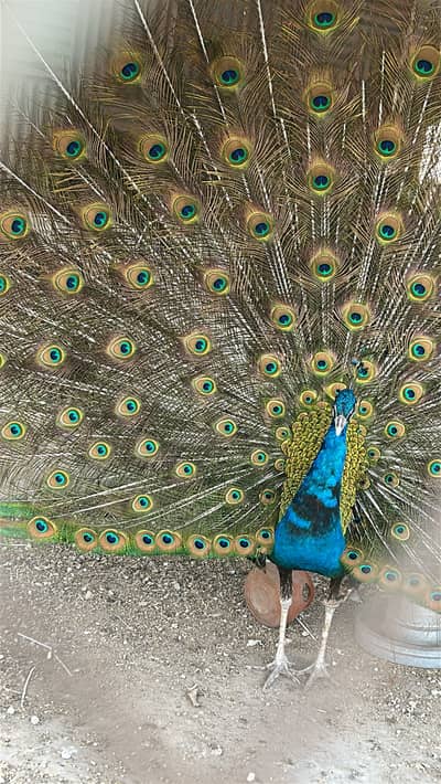 Blue Male peacock house raised for sale