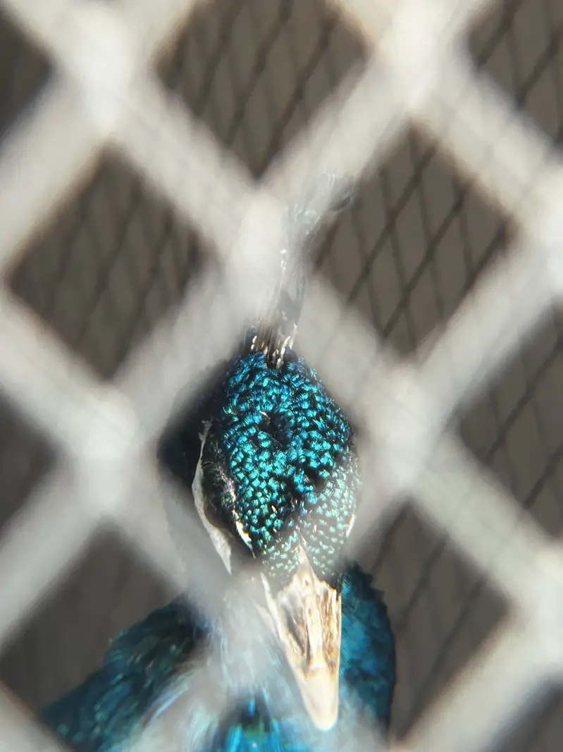Blue Male peacock house raised for sale — photo 2