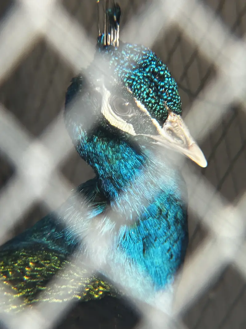 Blue Male peacock house raised for sale — photo 3