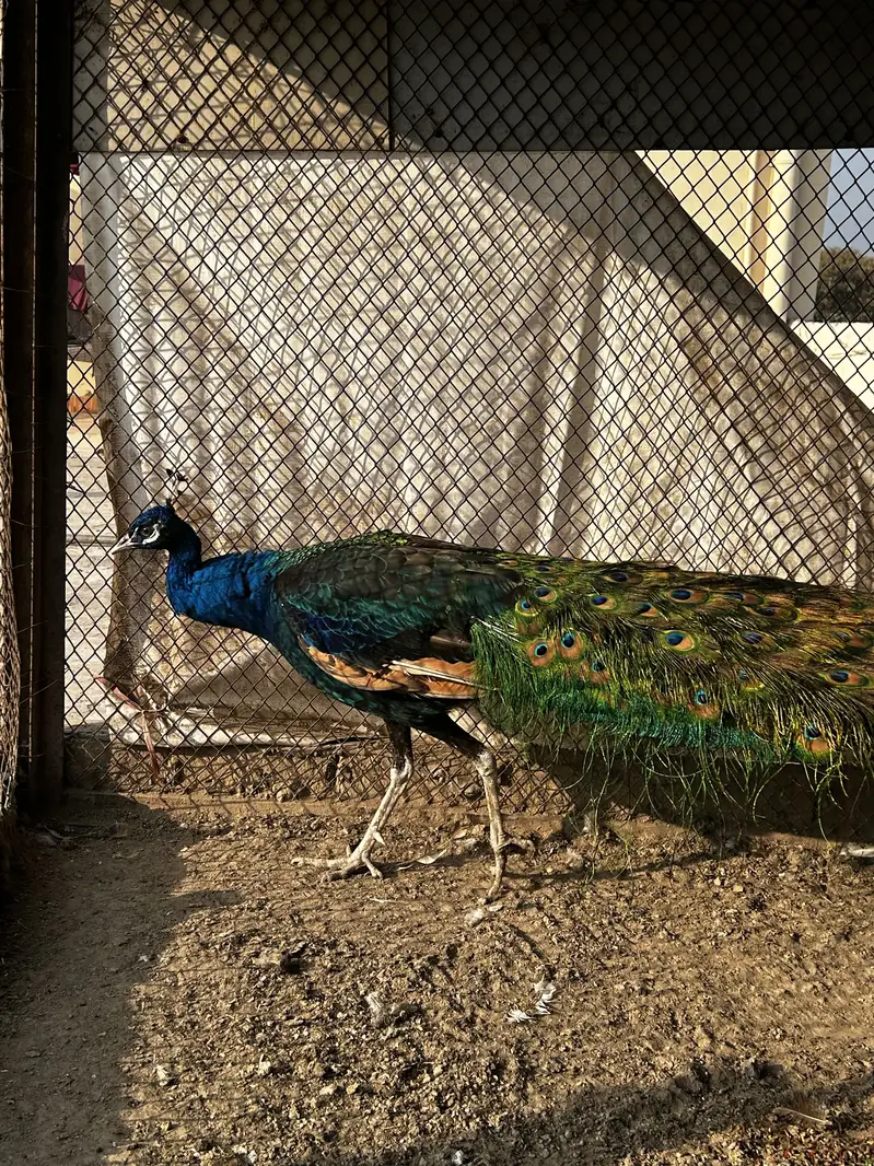 Blue Male peacock house raised for sale — photo 4