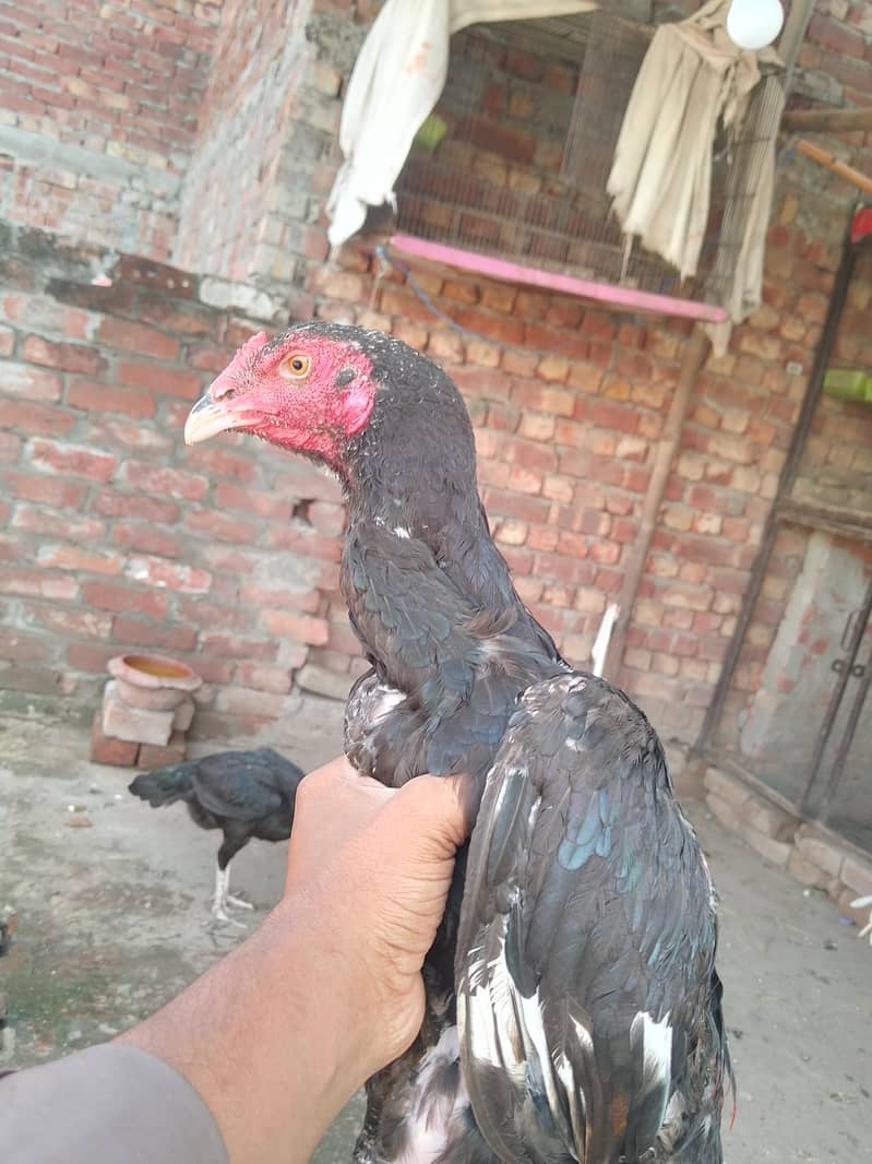 shamo cros patha 0
