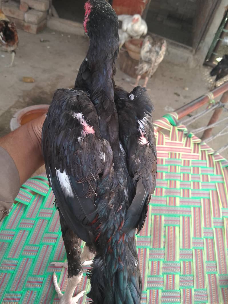 shamo cros patha 1