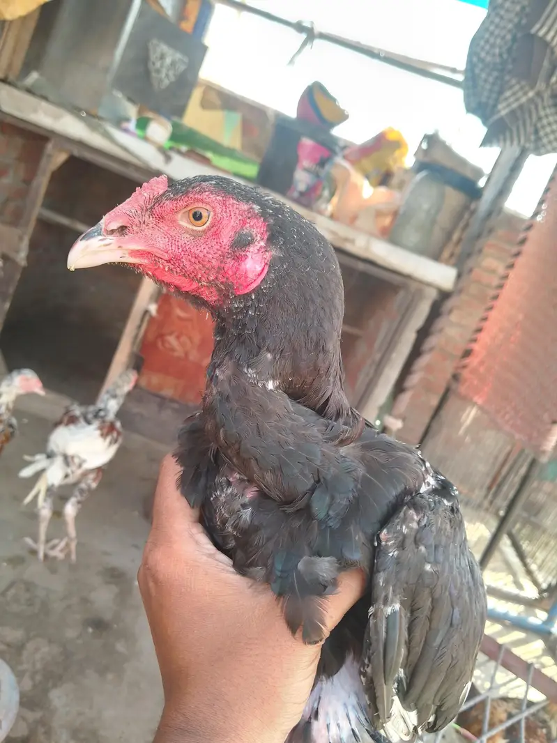 shamo cros patha — photo 3