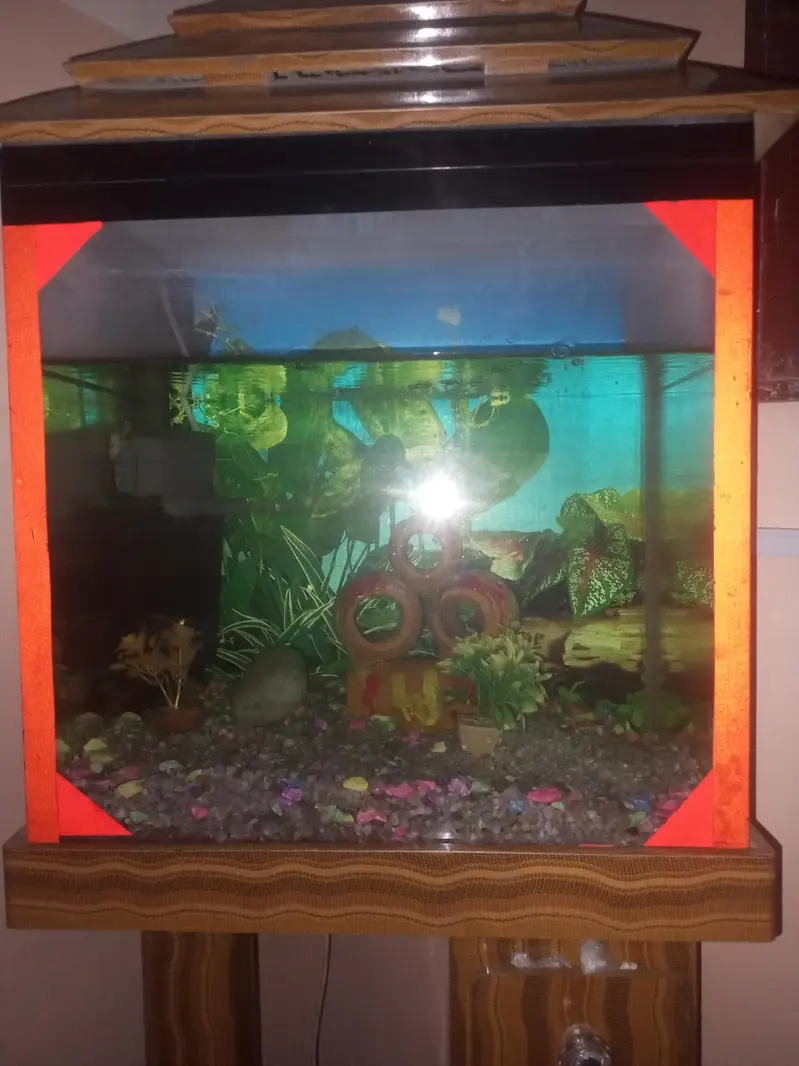 fish aquarium