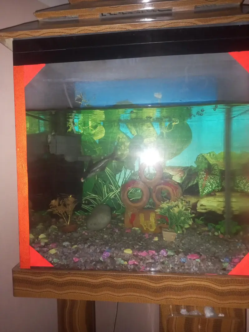 fish aquarium — photo 2