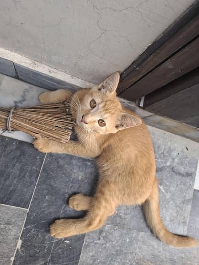 Half Persian Kittens