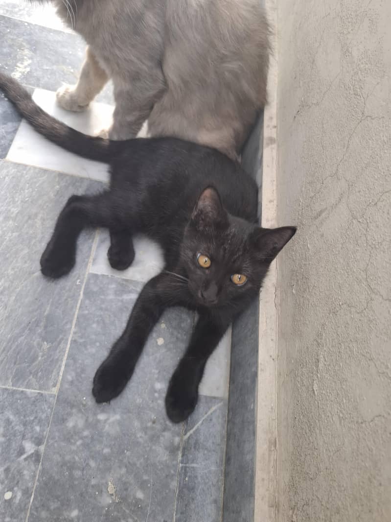 Half Persian Kittens 1