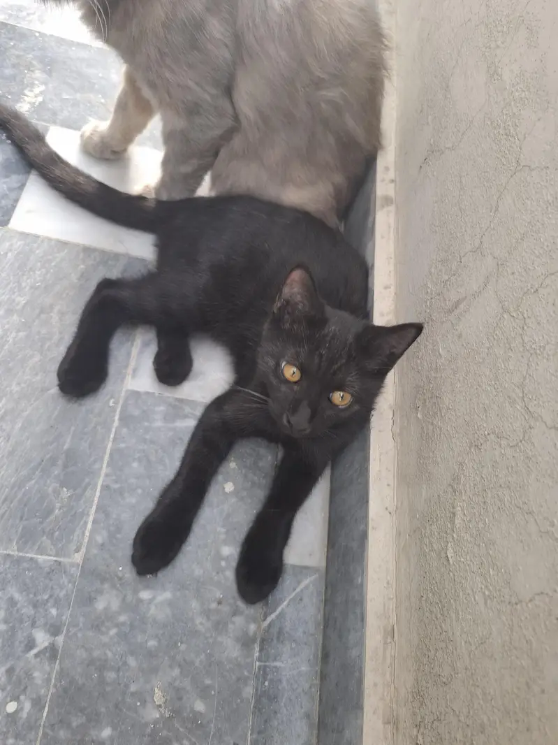 Half Persian Kittens — photo 2