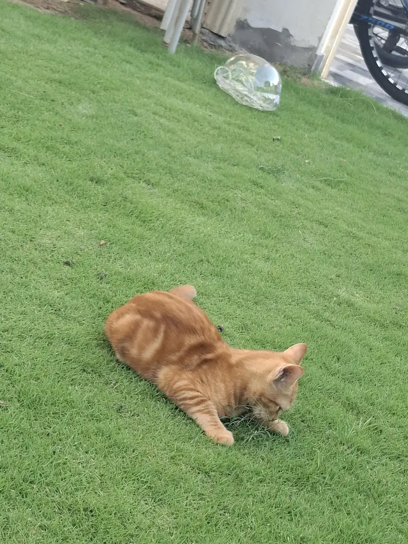 Half Persian Kittens — photo 3