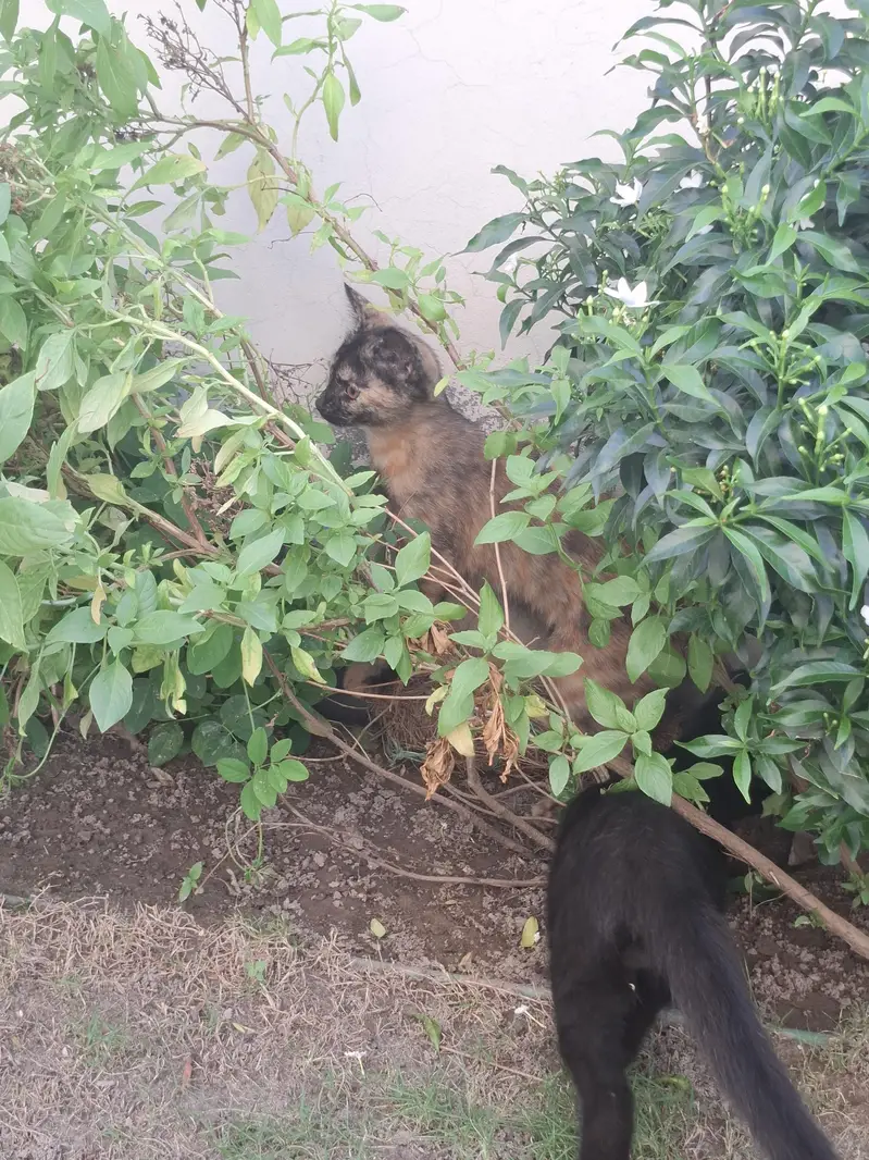 Half Persian Kittens — photo 5