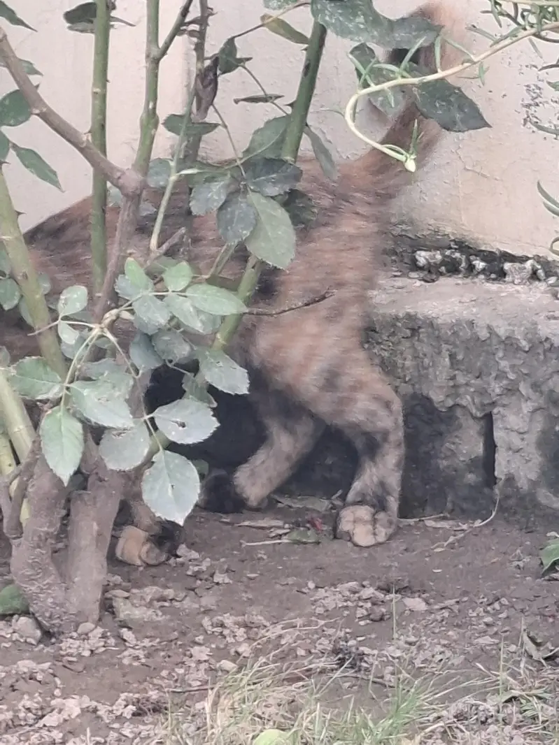 Half Persian Kittens — photo 6