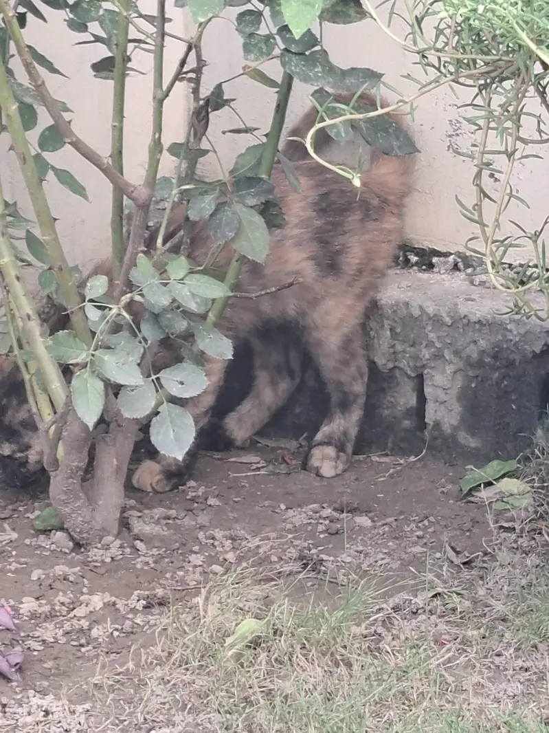 Half Persian Kittens — photo 7
