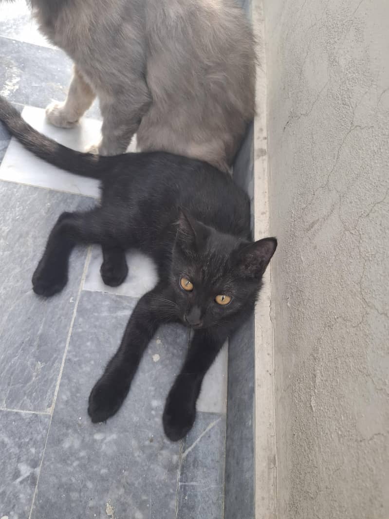 Half Persian Kittens 7