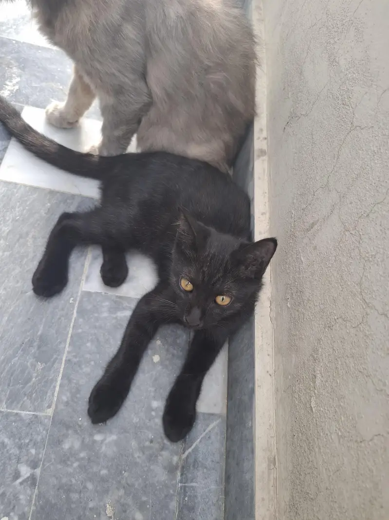 Half Persian Kittens — photo 8
