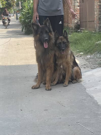 Pink pedigree Long Coat German shephard  Dog  pair for Sale