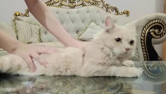 Pure Persian Billah