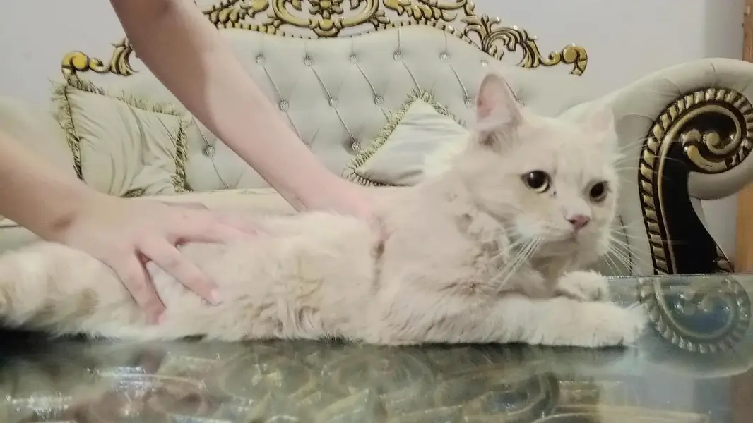 Pure Persian Billah