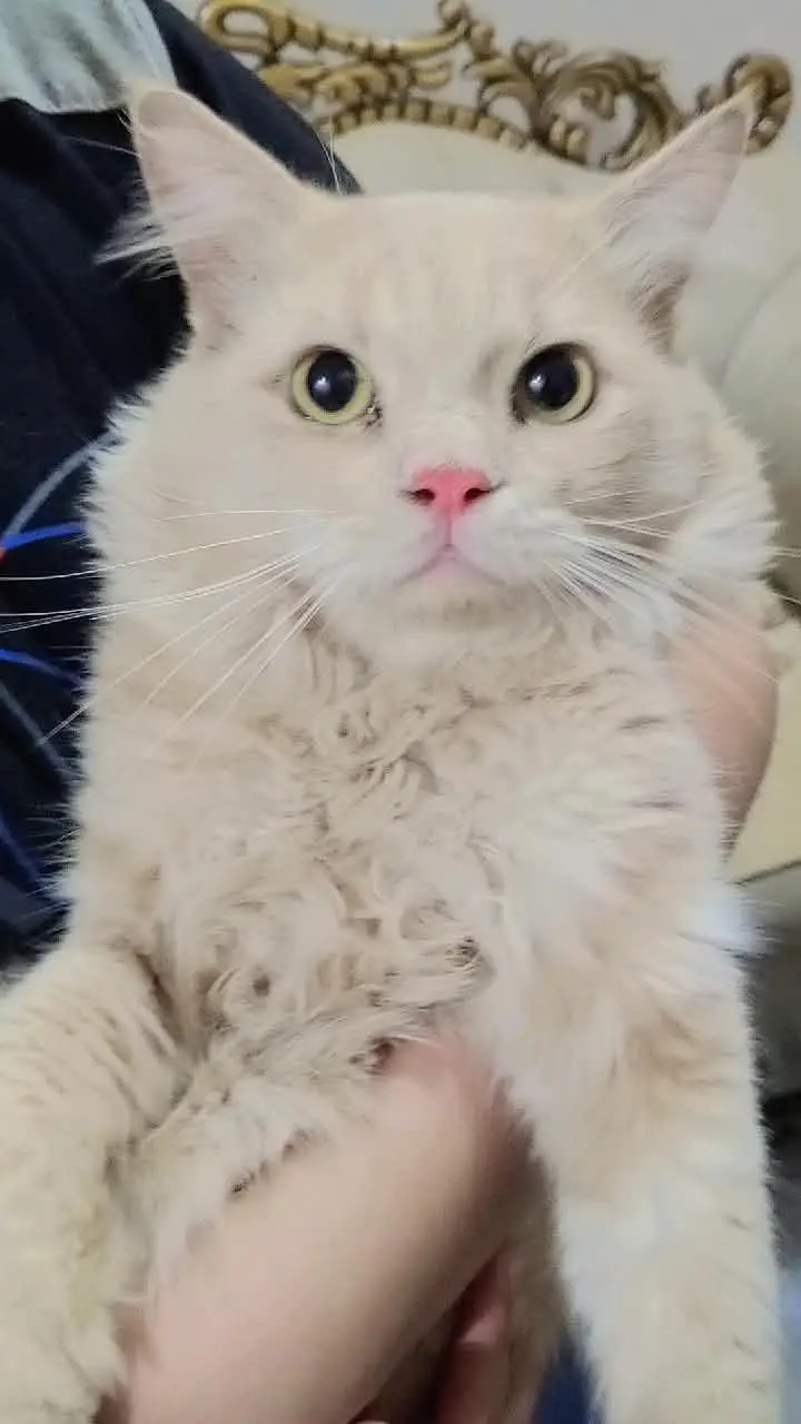 Pure Persian Billah — photo 2