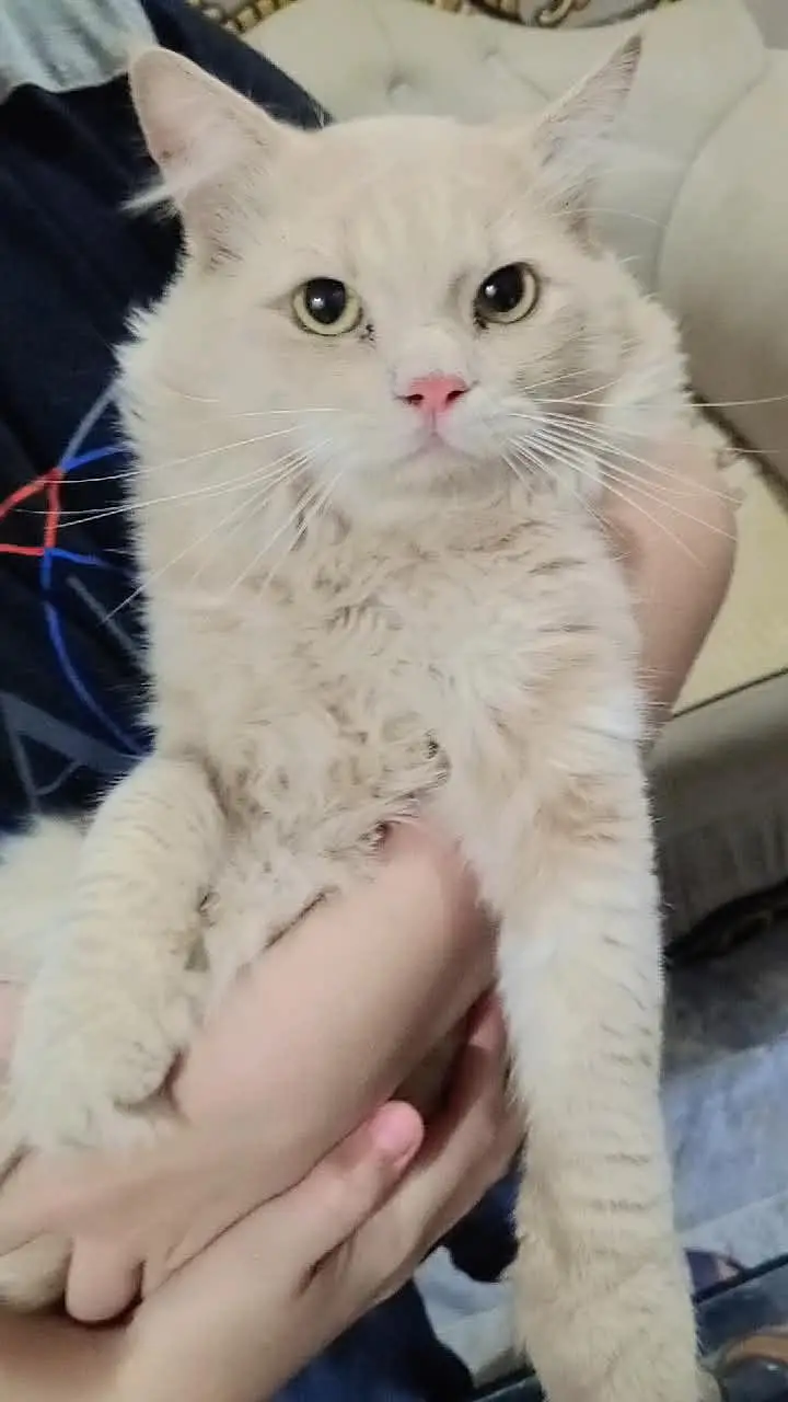Pure Persian Billah — photo 3