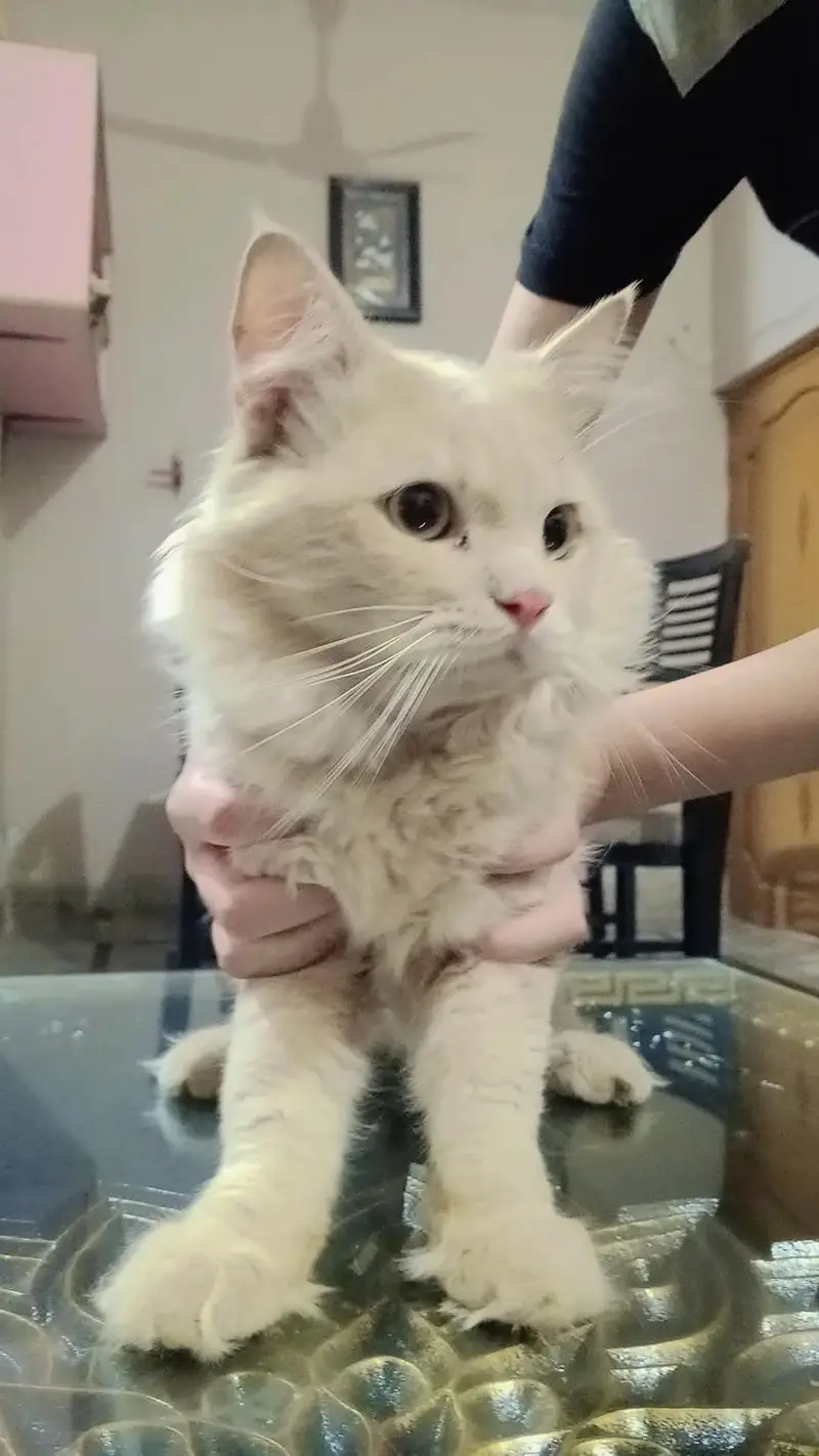 Pure Persian Billah — photo 4