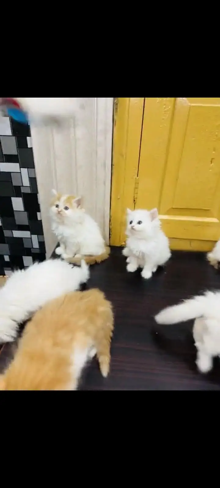 persian cat for sale