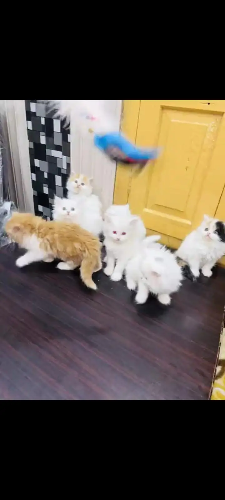 persian cat for sale — photo 2