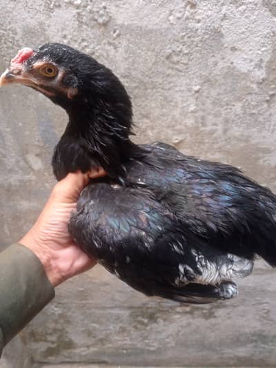 aseel black 2 murgia or 2 chiks