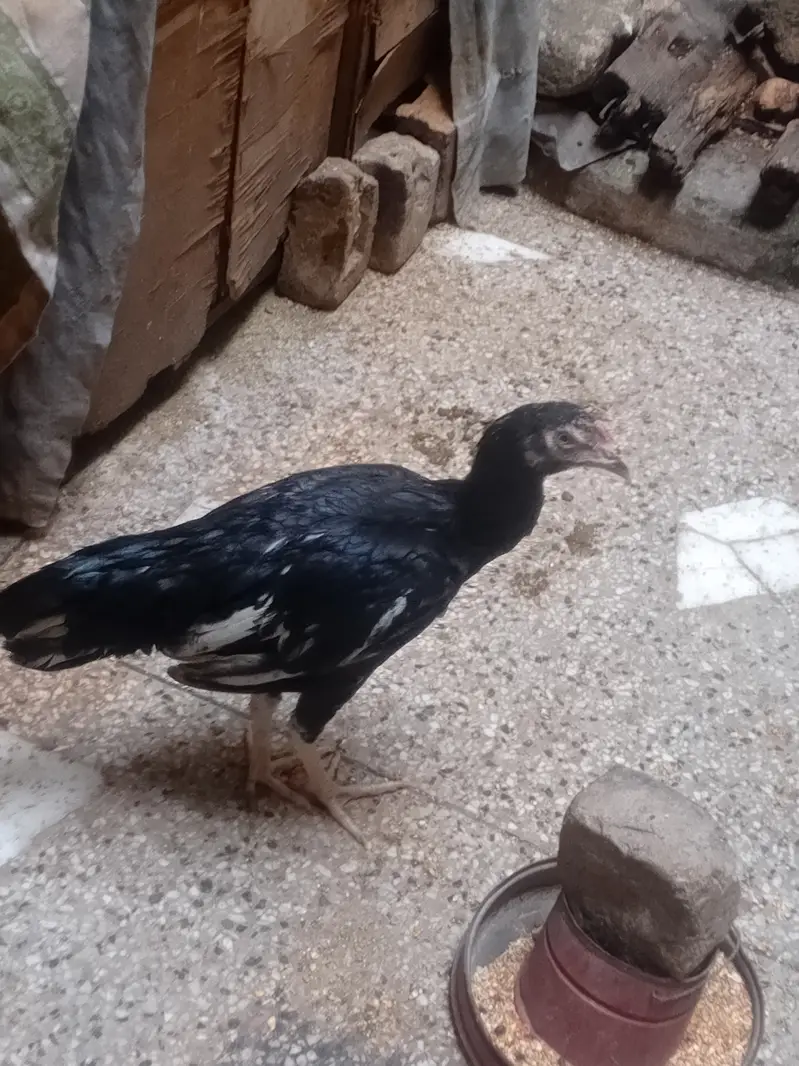 aseel black 2 murgia or 2 chiks — photo 2