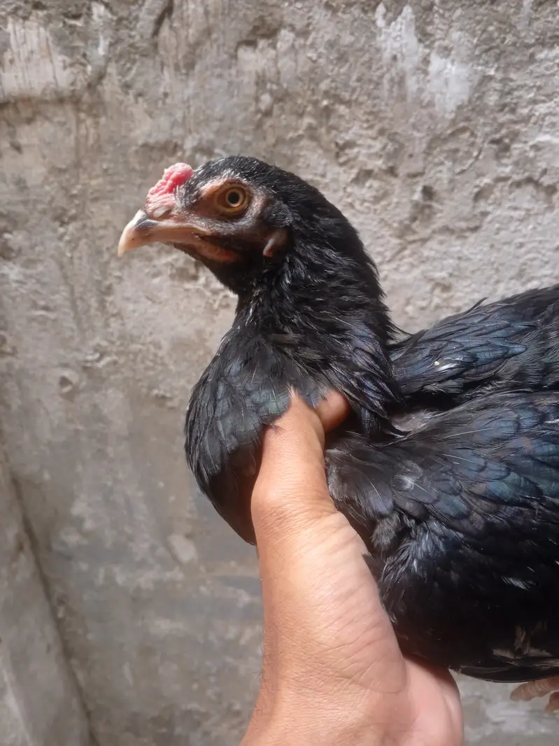 aseel black 2 murgia or 2 chiks — photo 3