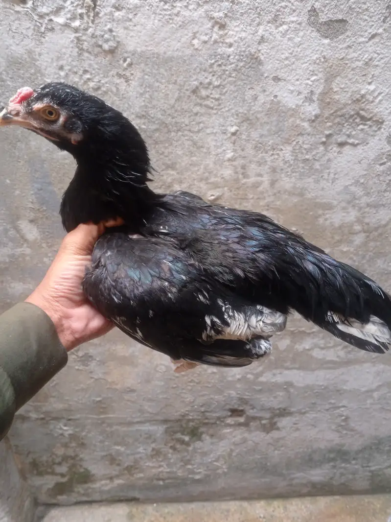 aseel black 2 murgia or 2 chiks — photo 4