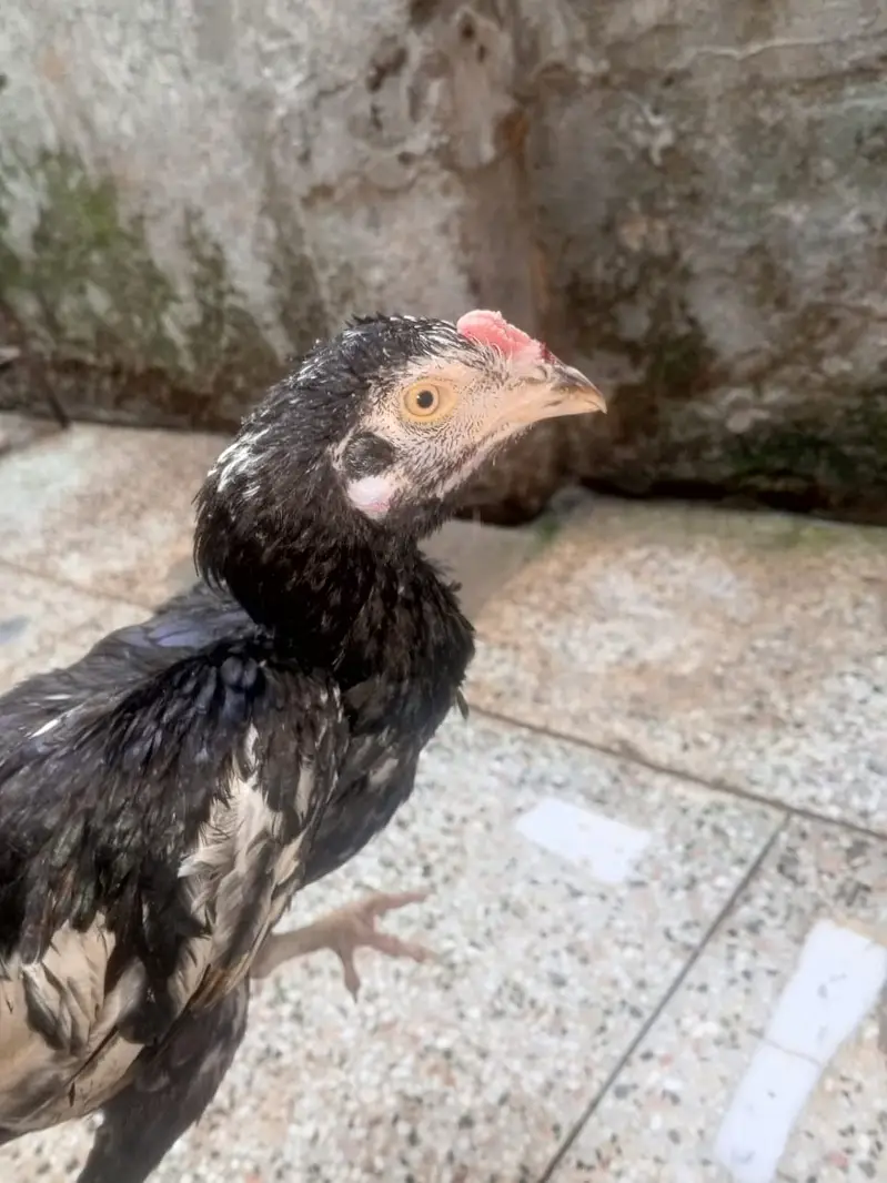 aseel black 2 murgia or 2 chiks — photo 5