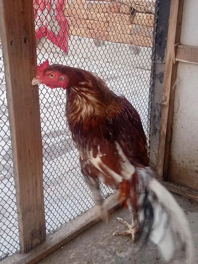 aseel Murga red eyes level lambe pav wala — photo 2