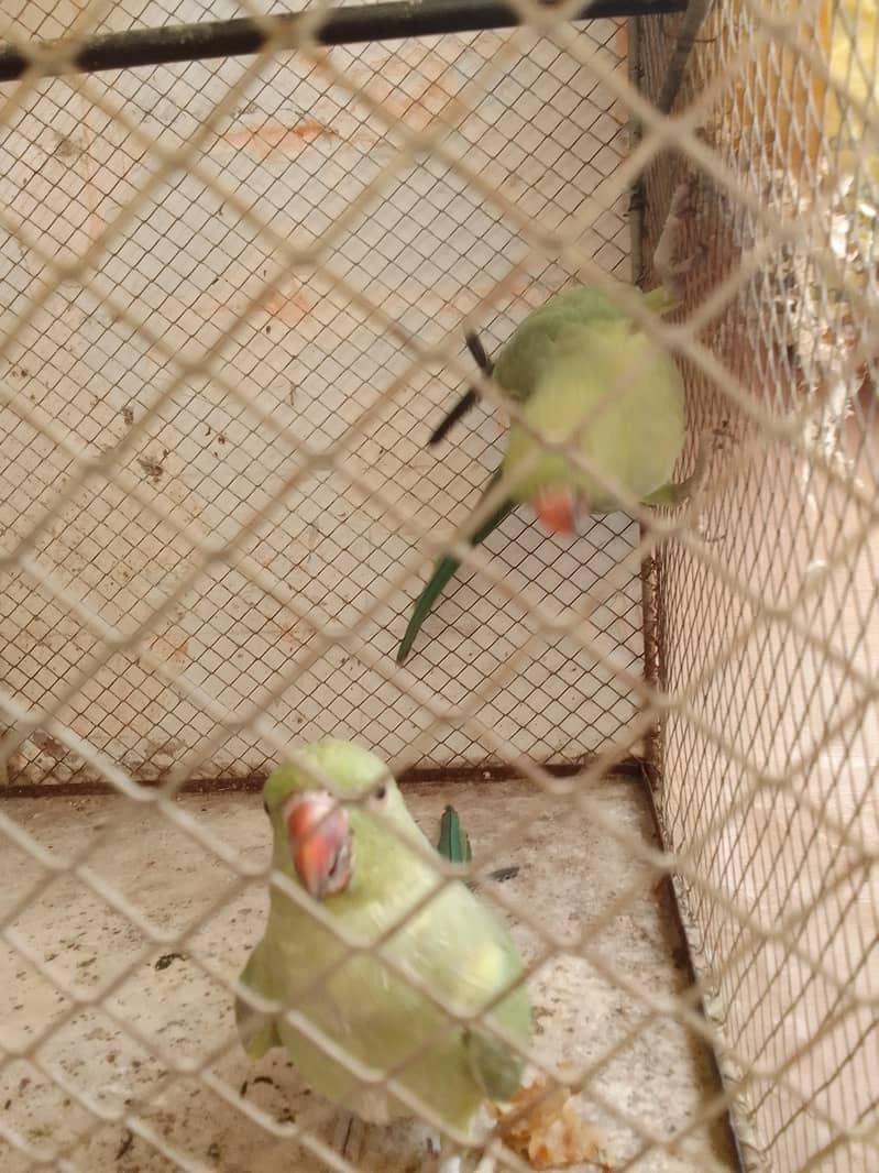 green ringnet 2