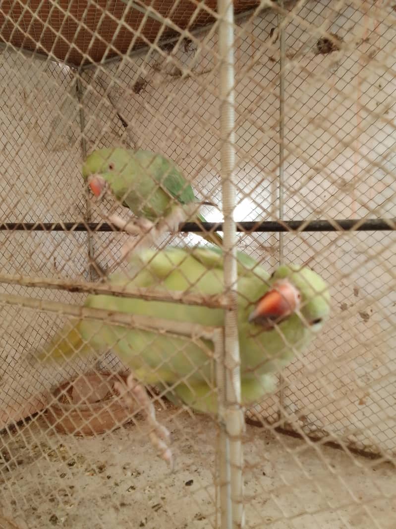 green ringnet 3