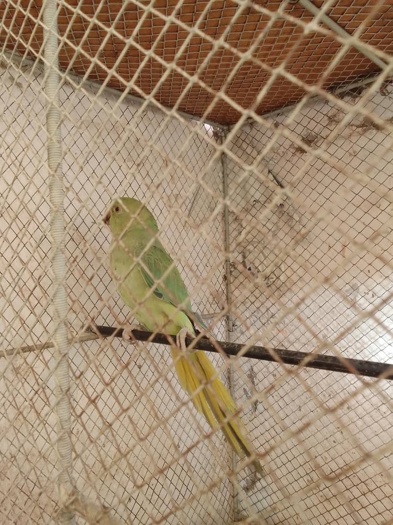 green ringnet 6