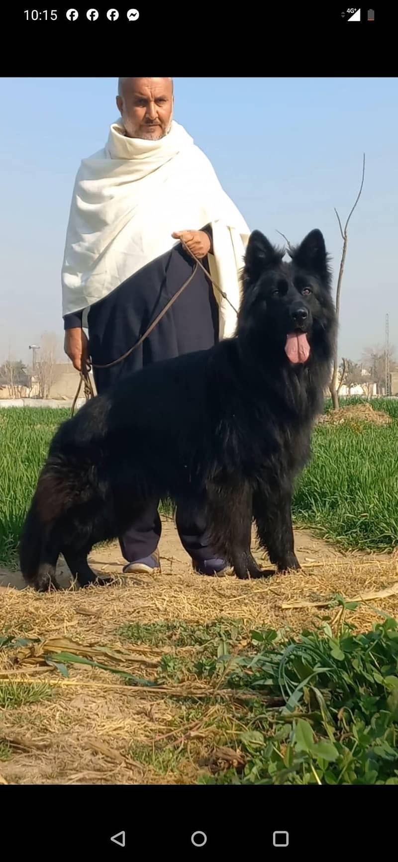 GERMAN SHAPHERD PUPS 0