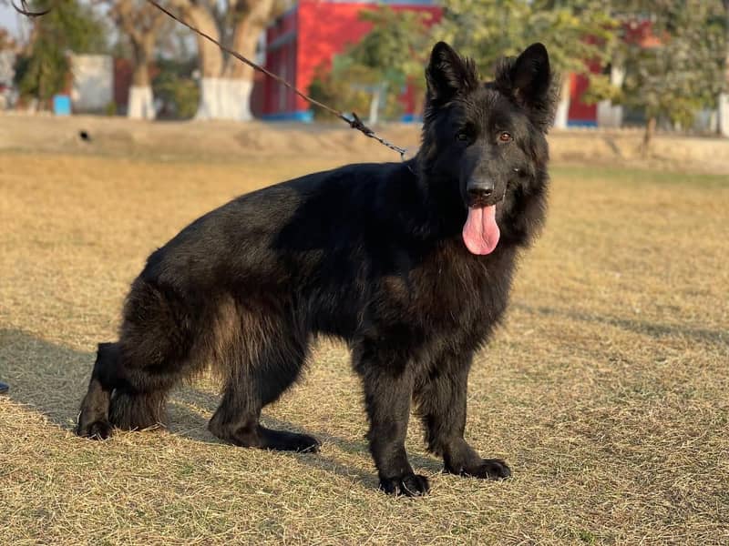 GERMAN SHAPHERD PUPS 1