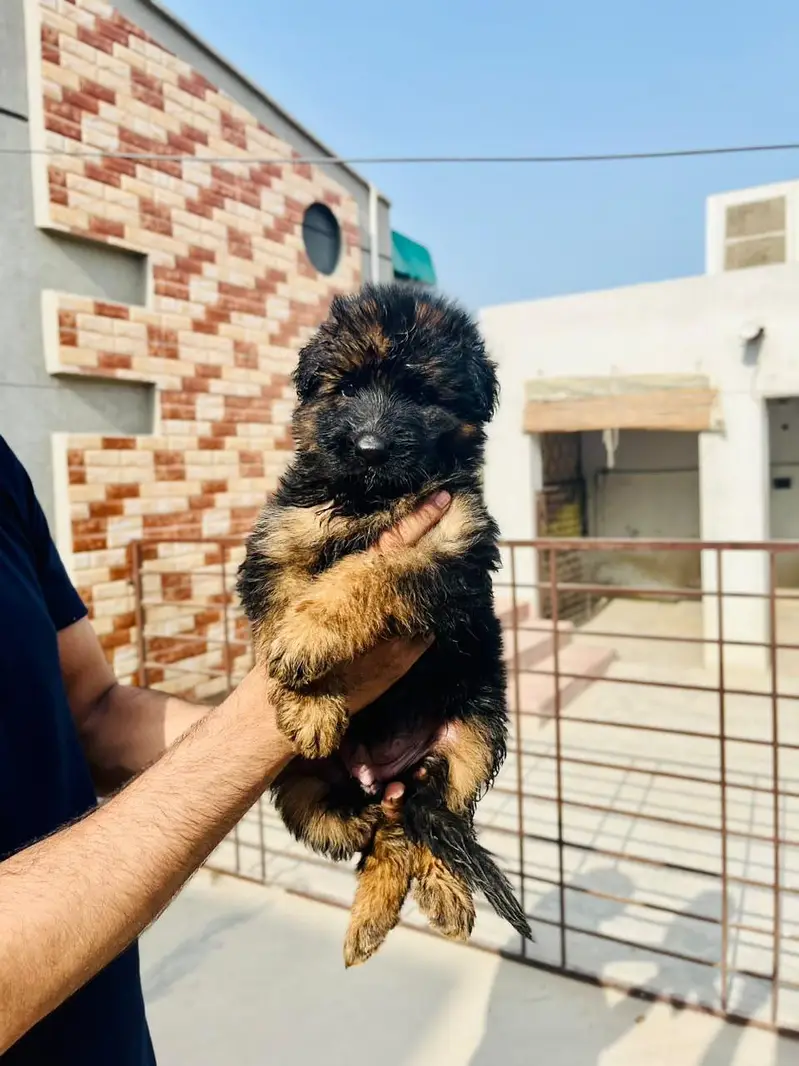 GERMAN SHAPHERD PUPS — photo 3