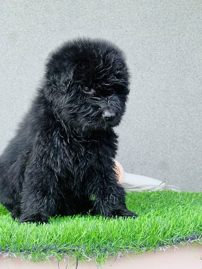 GERMAN SHAPHERD PUPS 3